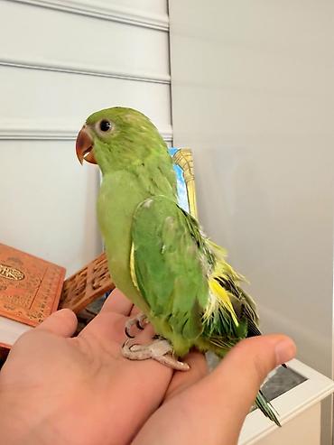 bulbul quşu satışı: Bala ojrelviler 5 dene var isdeyen buyursun wpirisle besleyirem temiz — 2