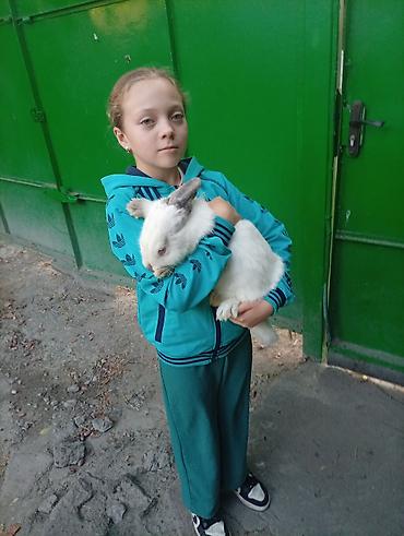 Продам с/х животных: Продаю | Крольчата | Калифорнийская | Для разведения — 1