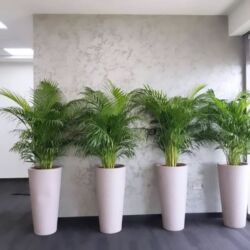 спортивный костюм м: Озеленение интерьеров крупными растениями в кашпо Что предлагается: -