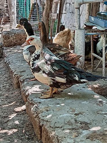 akvarium az: Muscovy ördəkləri (indo-ördəklər) – müxtəlif rəng çalarlarında Məhsul — 8