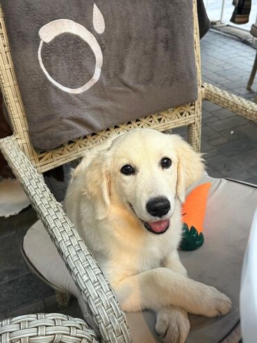 в добрые руки котята: Labrador-retriver, 4 ay, Dişi, Peyvəndli, Ünvandan götürmə