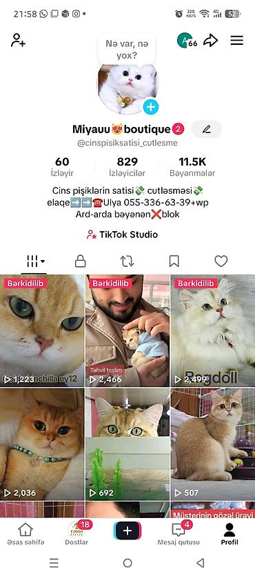 qusar heyvan satışı: Erkək, Cütləşmə üçün, Ödənişli çatdırılma, Ünvandan götürmə — 2