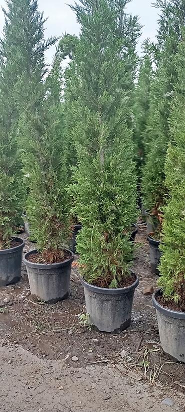 velosibet sekilleri: Thuja və dekorativ kollar – qablarda - Növlər: şam ağacı tipli — 6