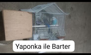 quş qaz: 1 cut Amadin. 1 Cut Tutuqusu qiymet 2 cutune aitdir Barterde var