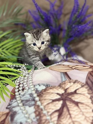 Продажа кошек: ❗️❗️❗️❗️Шотландские котята с вислоухими ушками (Scottish Fold) и с — 4