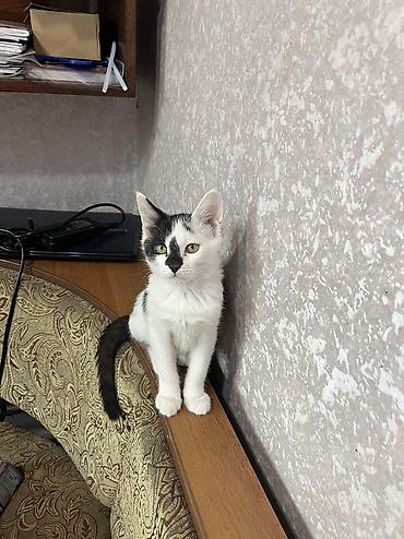 отдам даром котенка бишкек: 4 месяца, Мальчик, Приучена к лотку, Проглистована — 2