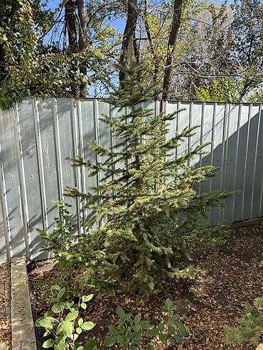 растение денежное дерево: Голубая ель (Picea pungens ‘Glauca’) для озеленения - Порода: ель — 6