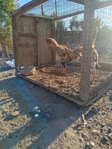 cins inekler: Dekanlar salam heyvanlar göz qabağındadır isdeyen buyurub baxa bilər lalafo.az -da cins inekler: Dekanlar salam heyvanlar göz qabağındadır isdeyen buyurub baxa bilər