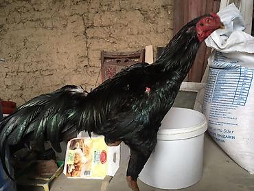 Куры, петухи: Продаю | Петух | Бойцовая | Для разведения, Для боев — 5