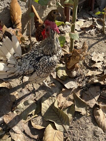 домик для кошка: Продаю | Куры | Для разведения