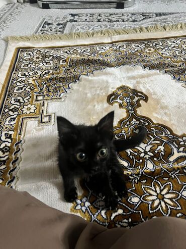 бездомные кошки: Кошка даром: Беспородная, 2 месяца, Девочка, Приучена к лотку