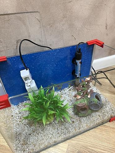 betta balıq: Dördbucaq akvarium, Boş, 30 l, Ünvandan götürmə — 3