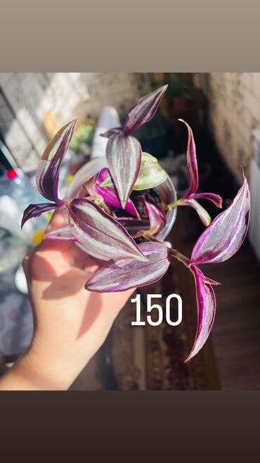 кой союп: Излишки, состояние 10/10 От 3 цветов и выше сделаю хорошую скидку