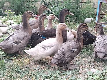 sud veren inek satilir: Rouen ordey balalari satilir her ayin ferqli qiymetleri var, ciddi — 1