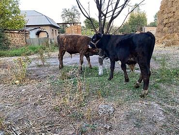 Продам с/х животных: Продаю | Бык (самец) | На откорм | Привязанные — 5