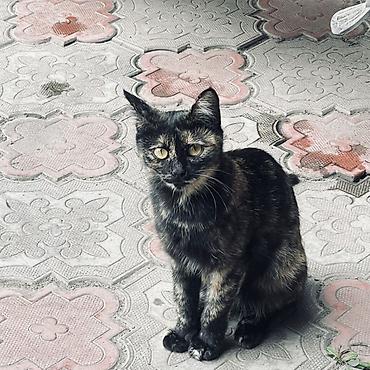 Животные: Кошка даром: Беспородная, 5 месяцев, Девочка, Приучена к лотку, Проглистована — 2
