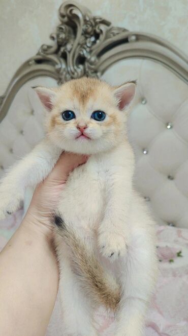 кошка котенок: Выставляется к предварительному резервному бронированию шикарная