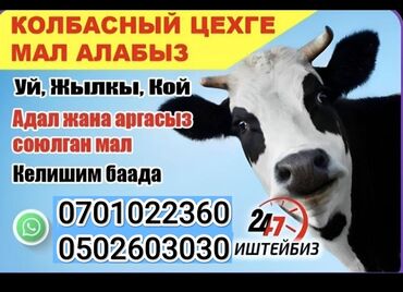 купить кролика декоративного: Принимаем скот в колбасный цех. вынужденный забой. по высокой цене