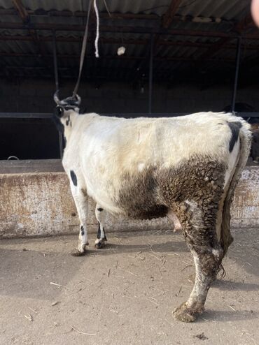 Коровы, быки: Продаю | Корова (самка) | Для разведения | Привязанные — 13