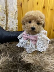 Информатика: Мальтийская болонка, 2 месяца, Самовывоз