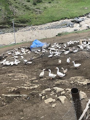 malyar isləri qiymetleri: Salam satlıq təbi kənt qazlardı real alcılar əlaqə saxlasın kiloynan — 4
