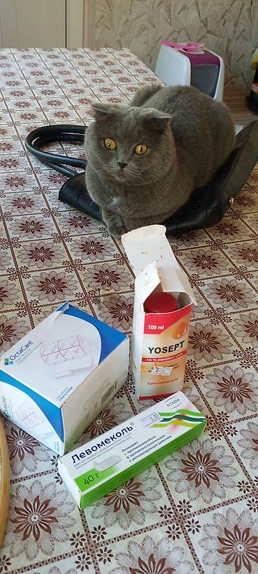 Кошки: Шотландская вислоухая — 3