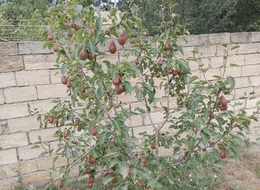 Həyət evləri və villaların satışı: 3 otaqlı, 700 kv. m, Orta təmir — 16