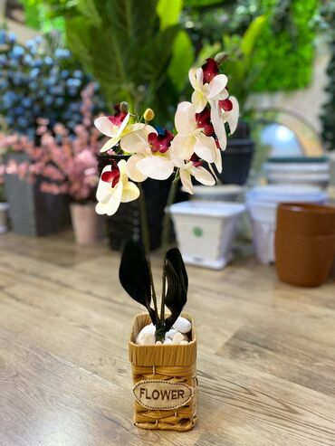 Ağaclar: Depodan bir basa satis 70azn baslayan dekarativ suni agaclar topdan — 16