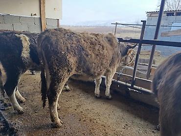 Коровы, быки: Продаю | Бык (самец) | Герефорд | На откорм | Привязанные — 16