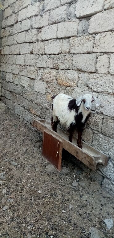 Akvariumlar: Erkək, il: 4, Ətlik, Ünvandan götürmə