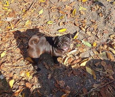 продаю щенков мопса: Мопс, 11 месяцев, Самка, С прививкой