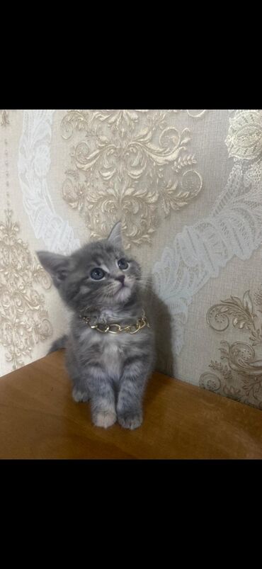 Коты: Продаю котёнка Элитной породы: Шотландская Прямоухая с очень красивым