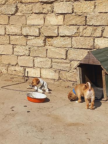 İtlər: Cek rassel teryer, 2 il, Dişi -da lalafo.az — 12 İtlər: Cek rassel teryer, 2 il, Dişi — 12