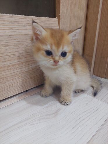 Pişiklər: Qızıl şinşilla, Erkək, Dişi, Yaxşı əllərə, Ünvandan götürmə -da lalafo.az — 25 Pişiklər: Qızıl şinşilla, Erkək, Dişi, Yaxşı əllərə, Ünvandan götürmə — 25