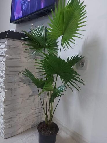 Palme: LIWINSTONIJA 110. cm 2 biljke u saksiji