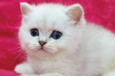 аренда животных: Предлагается к предварительному резерву шикарный шотландский котенок