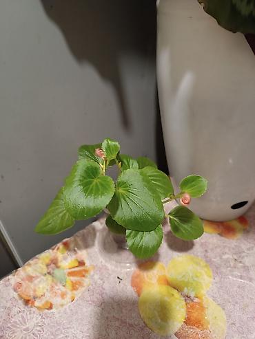 Диффенбахии: Диффенбахия и денежное дерево (толстянка) в горшках Что предлагается — 11