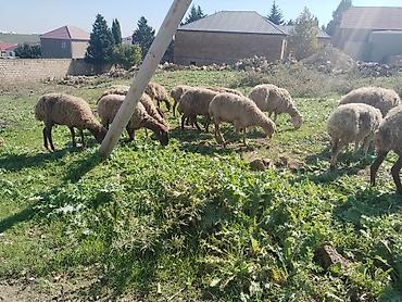 bal arisi satisi: Salam tam saglam heyvanlardir 25 eded qoyundur isdeyen elaqe saxlasin — 4