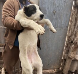 купить чистокровную немецкую овчарку: Алабай, 3 месяца, Самка, С прививкой