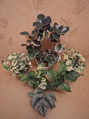 Сингониумы: Коллекция комнатных растений — подборка декоративно-лиственных — 30