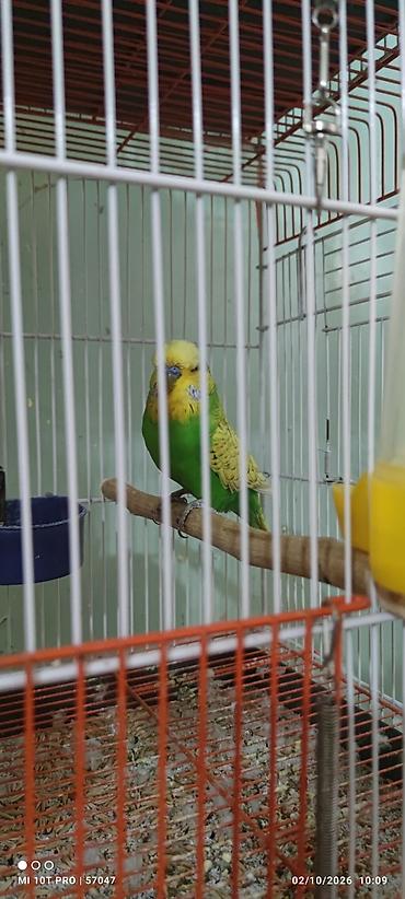 kakadu quşu: Şou jumbo ilə cexin qarışığı erkek 1 yaş 7 aylıqdır bir dəfə bala — 2