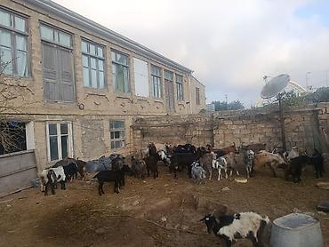 Животные: 8 baş hələb (2 erkək 6 disi) tək tək 350 kom 300 dən 33 bas irili — 2