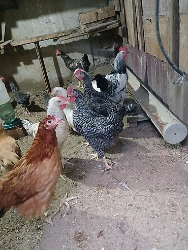 brama toyuqları: Tam sağlam damazlıq yararlı toyuqlar vp:051 439 91 43 zeng :050 678 — 3
