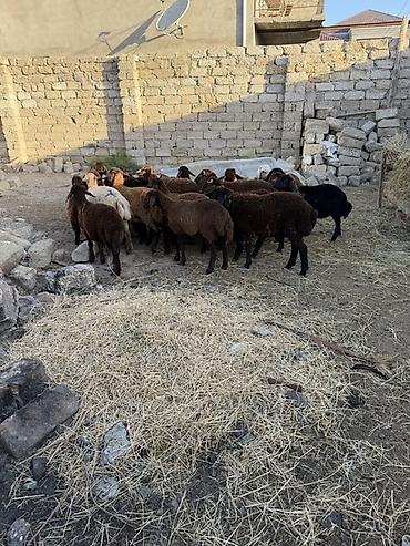 at satisi qiymetleri: Salam aleyküm 23 baş quzdu 6 dışı 17 erken kom 320 m tek tek 280 dan — 3