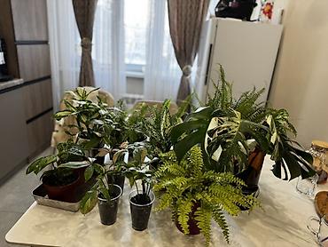 Монстеры: Монстера вариегатная — черенки: - Монстера Альба «Мраморная»: срез — 1