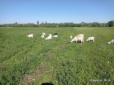 осел ишак: Продаю | Кобыла (самка) | Дончак | Рабочий | Мерин — 3