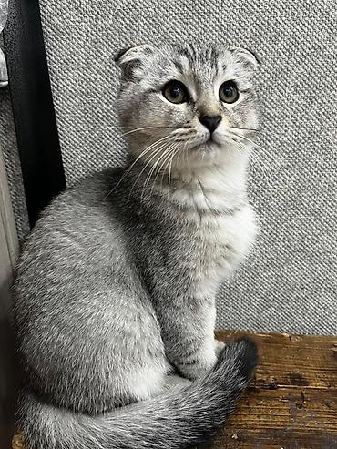 Кошки: Скотиш Фолд (Шотландская вислоухая), 4 месяца, Мальчик, Приучена к лотку — 2
