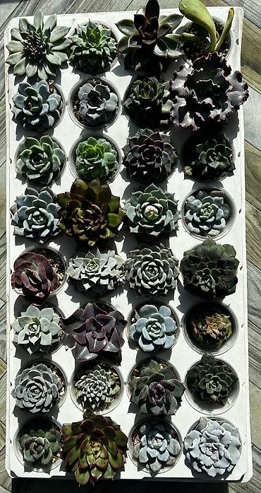 Другой декор и предметы интерьера: Продаю суккуленты: эхеверии, седумы, крассулы, эониумы алоэ — 1