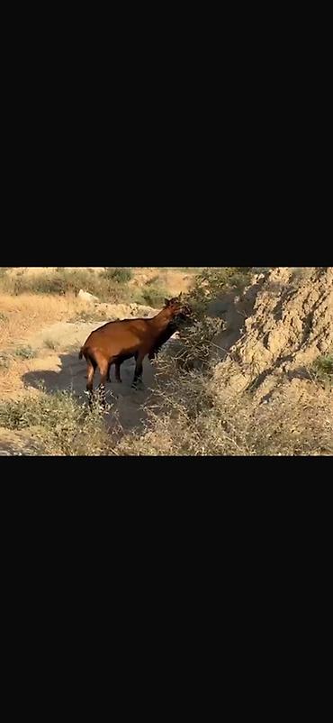 sane keci: Agribal alpin ober(H) sanen 3 ed ana oberhas 6 ed sanen 1 ed ana heleb — 2