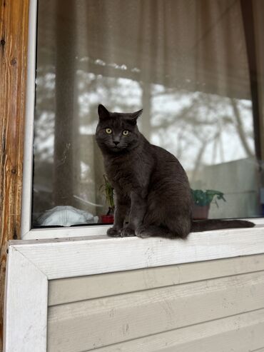 черный британский кот: Продаю кот умная возраст 1 Год пародистая британская порода хорошему